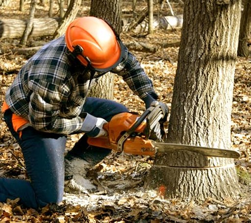 Tree Removal in Whiting, KS